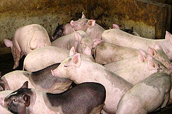 Tạm dừng vận chuyển lợn và sản phẩm lợn qua vùng có dịch tai xanh